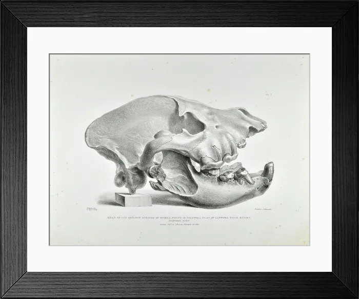 Framed Print : Skull of extinct hyena Framed Print : Skull of extinct hyena