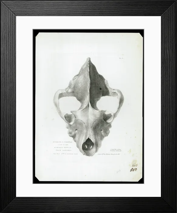 Framed Print : Skull of extinct hyena Framed Print : Skull of extinct hyena