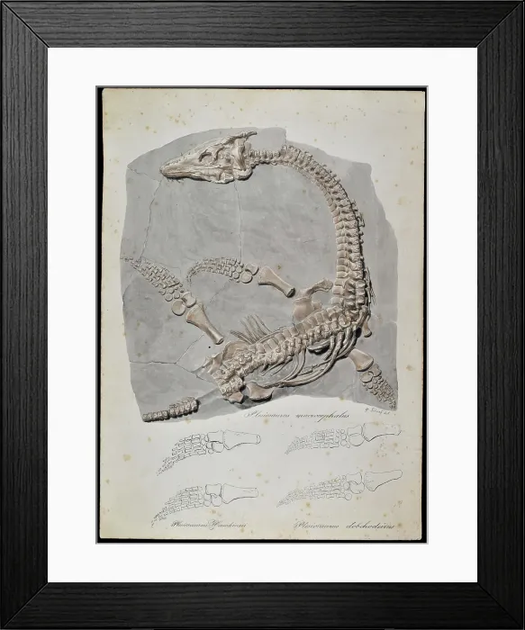 Framed Print : Plesiosaurus macrocephalus (original artwork) Framed Print : Plesiosaurus macrocephalus (original artwork)