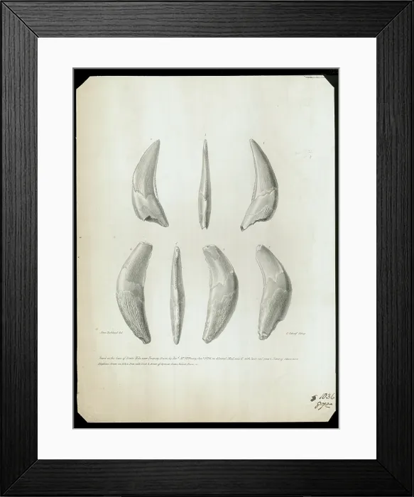 Framed Print : Teeth from Kent's Cavern Framed Print : Teeth from Kent's Cavern