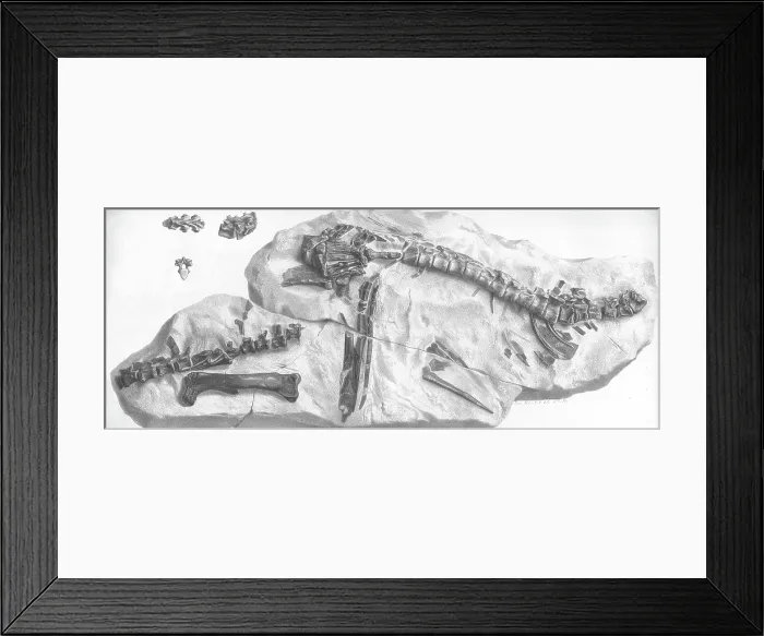 Framed Print : Hypsilophodon skeleton Framed Print : Hypsilophodon skeleton