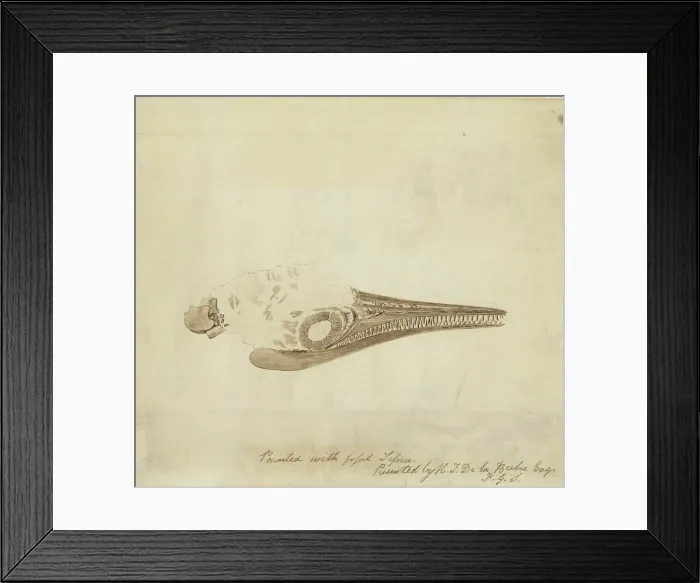 Framed Print : Ichthyosaur skull in fossil sepia Framed Print : Ichthyosaur skull in fossil sepia
