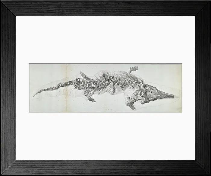 Framed Print : Proteosaurus, an ichthyosaur Framed Print : Proteosaurus, an ichthyosaur