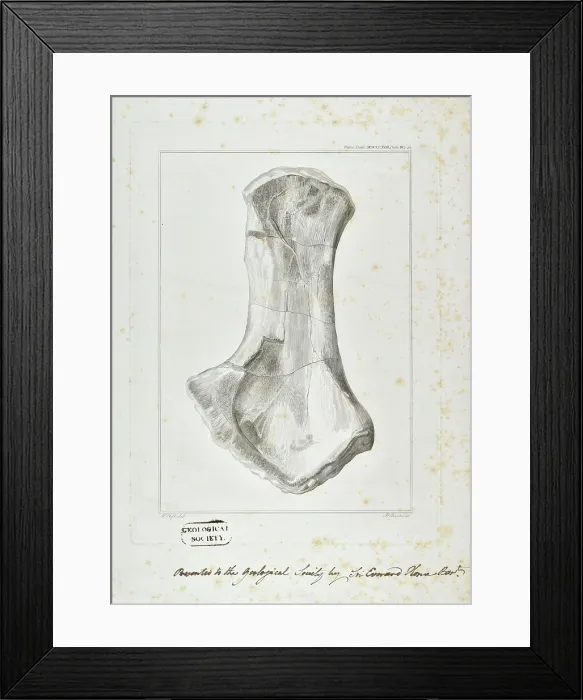 Framed Print : Ichthyosaur limb bone Framed Print : Ichthyosaur limb bone