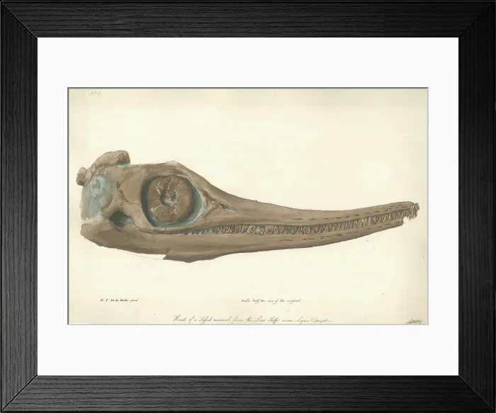 Framed Print : Skull of an Ichthyosaur Framed Print : Skull of an Ichthyosaur