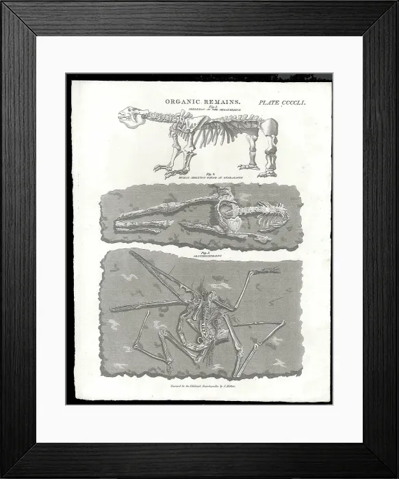 Framed Print : Organic Remains Framed Print : Organic Remains