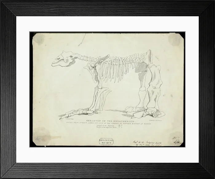 Framed Print : Skeleton of a Megatherium Framed Print : Skeleton of a Megatherium