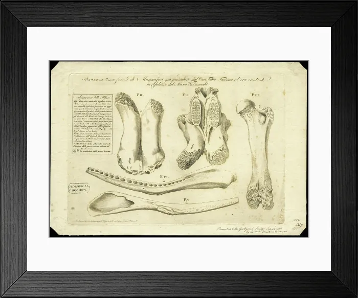 Framed Print : Elephant bones Framed Print : Elephant bones