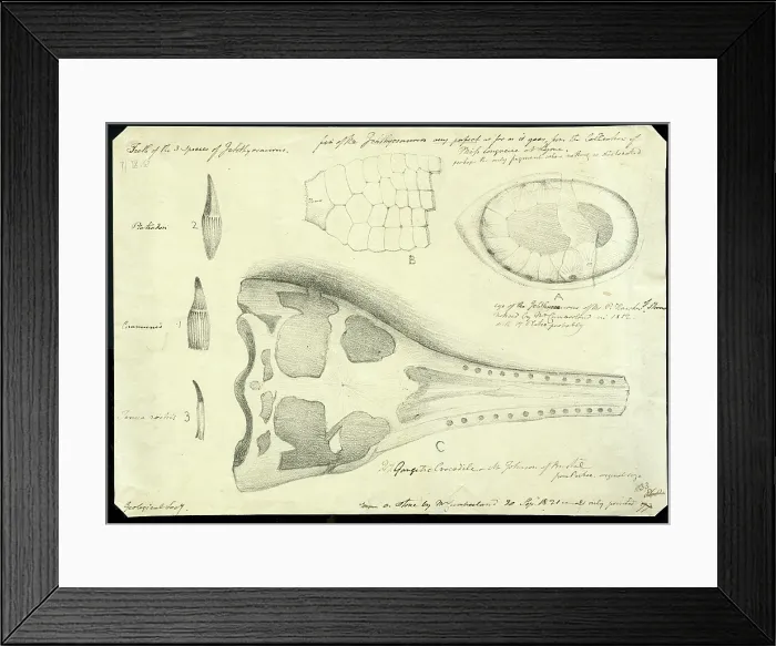 Framed Print : Crocodile skull with eye, paddle and teeth of ichthyosauri Framed Print : Crocodile skull with eye, paddle and teeth of ichthyosauri