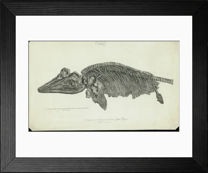 Framed Print : Ichthyosaurus Intermedius from Lyme Regis Framed Print : Ichthyosaurus Intermedius from Lyme Regis
