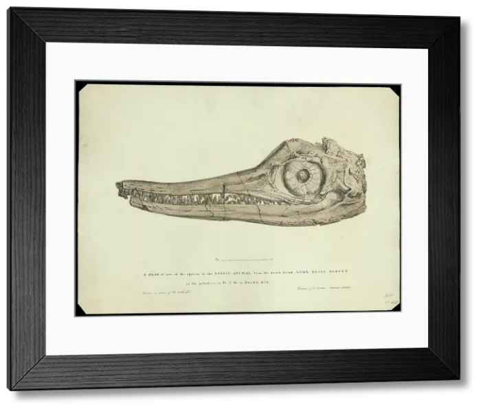 Framed Print : Head of an ichthyosaur Framed Print : Head of an ichthyosaur