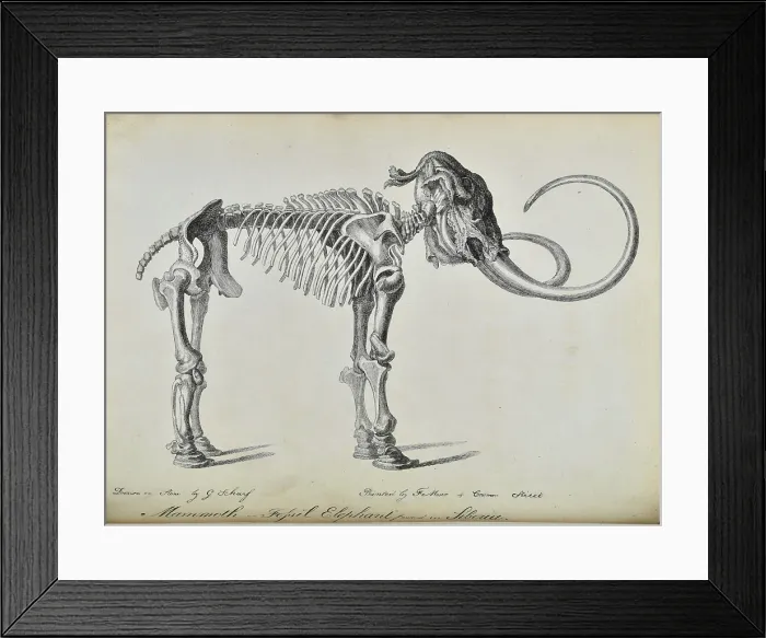 Framed Print : Adams Mammoth Framed Print : Adams Mammoth