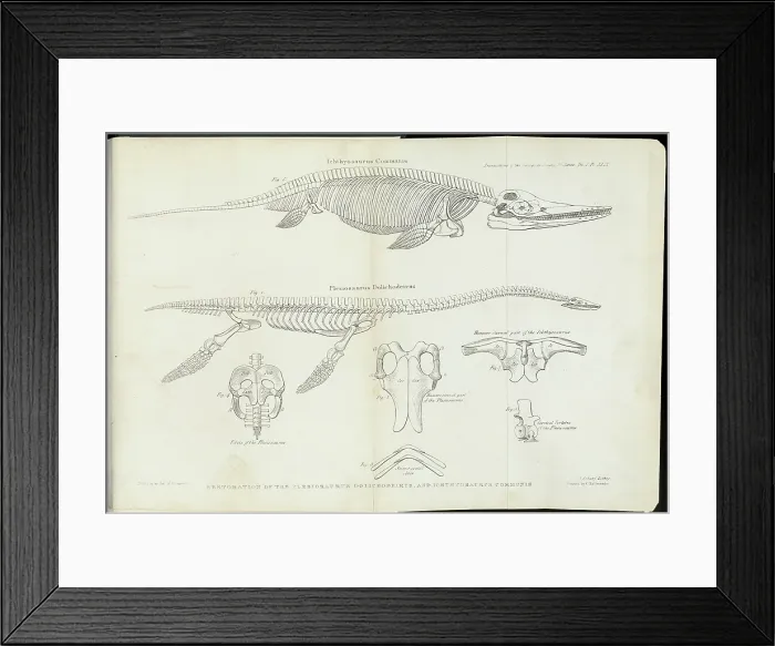 Framed Print : Plesiosaurus Dolichodeirus and Ichthyosaurus Communis Framed Print : Plesiosaurus Dolichodeirus and Ichthyosaurus Communis