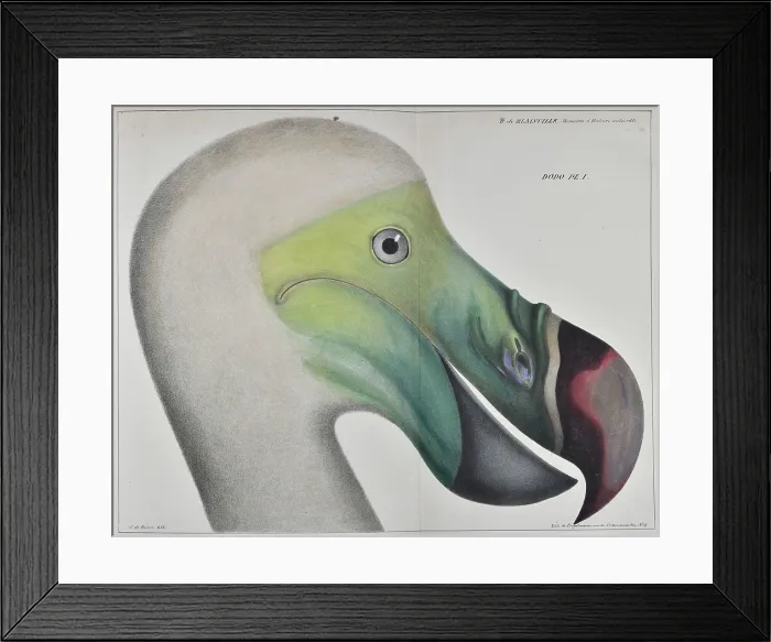 Framed Print : Head of a dodo Framed Print : Head of a dodo