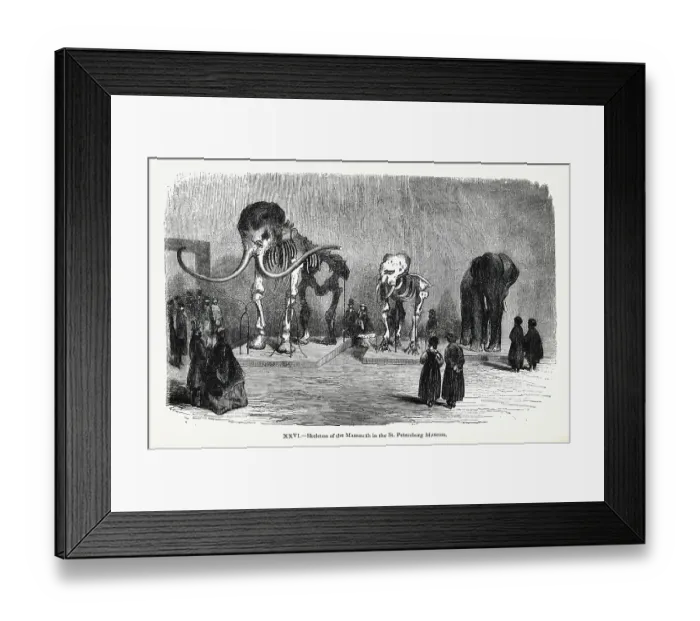 Framed Print : Skeleton of the Mammoth in the St Petersburg Museum Framed Print : Skeleton of the Mammoth in the St Petersburg Museum