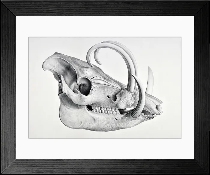 Framed Print : Skull of the recent pig, Babyrussa Framed Print : Skull of the recent pig, Babyrussa