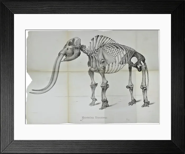 Framed Print : Mastodon giganteus Framed Print : Mastodon giganteus