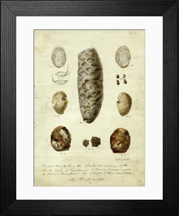 Framed Print : Fossil fruits from Chalk formation - South East of England Framed Print : Fossil fruits from Chalk formation - South East of England