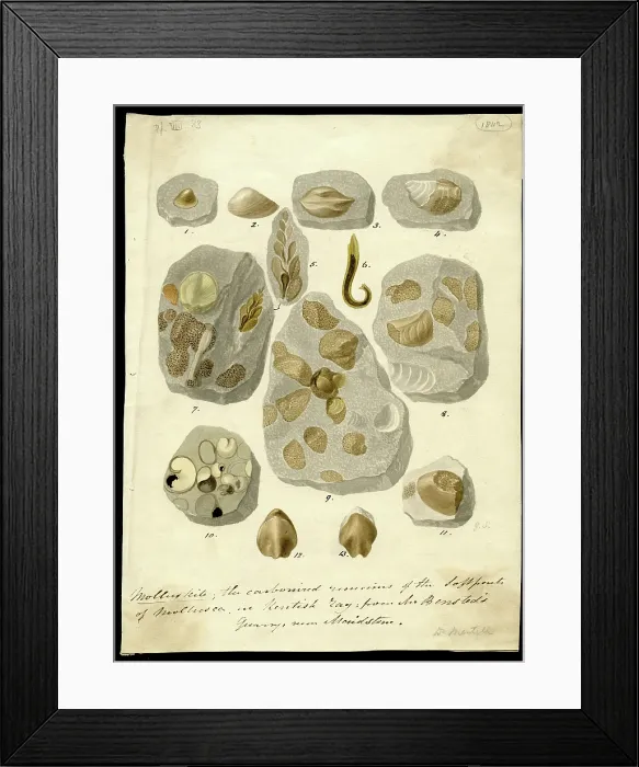 Framed Print : Molluskite (fossilised molluscs) Framed Print : Molluskite (fossilised molluscs)