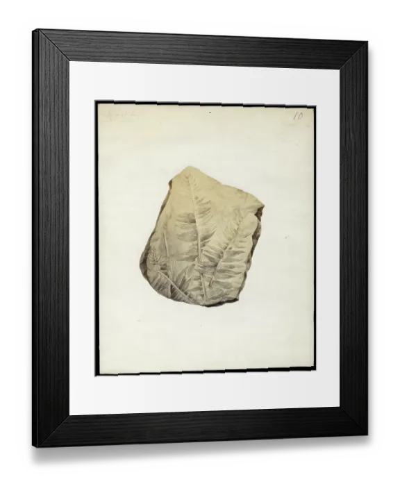 Framed Print : Fossil plant from Otago Framed Print : Fossil plant from Otago