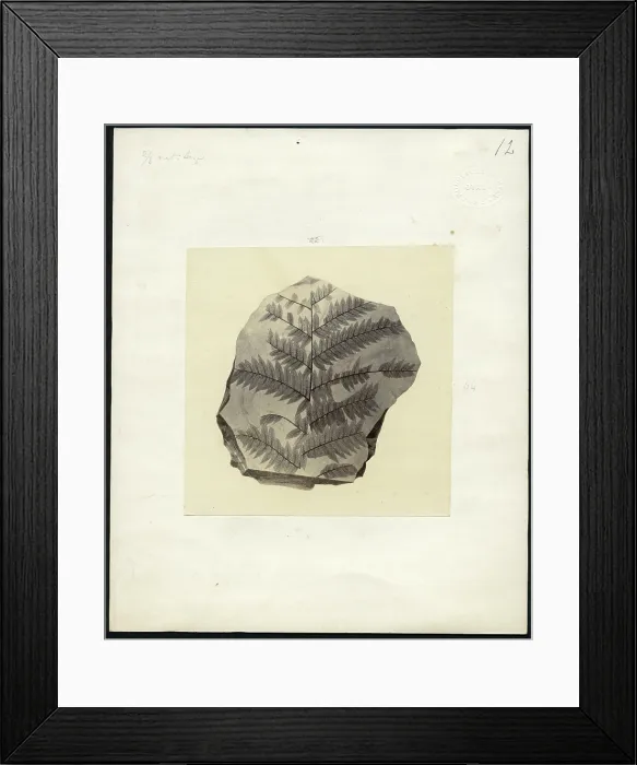 Framed Print : Fossil plant from Otago Framed Print : Fossil plant from Otago
