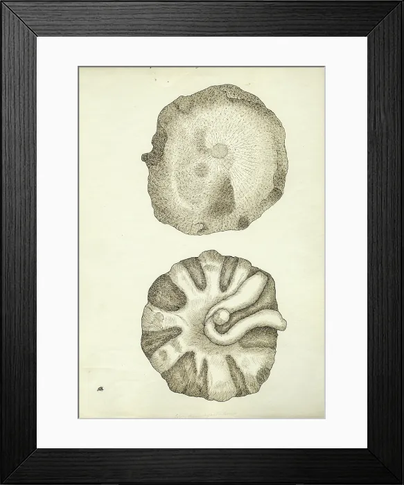 Framed Print : Polypothecia agariciformis Framed Print : Polypothecia agariciformis