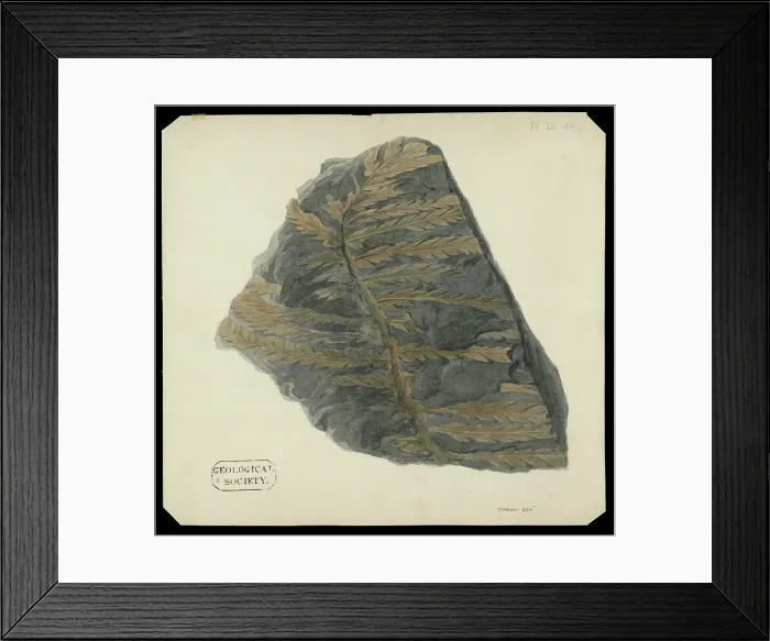 Framed Print : Fossil fern from the Alps Framed Print : Fossil fern from the Alps