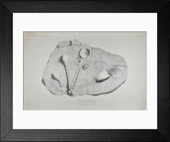 Framed Print : Apiocrinites rotundus Framed Print : Apiocrinites rotundus