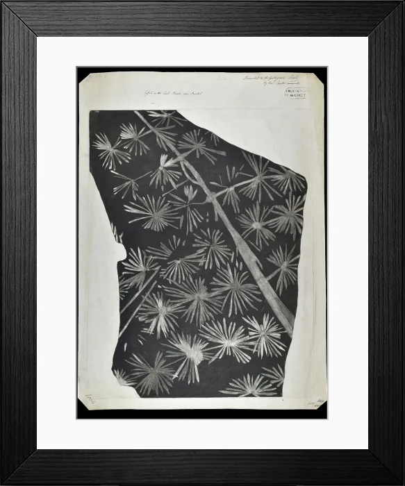 Framed Print : Fossil horsetail from Bristol Framed Print : Fossil horsetail from Bristol
