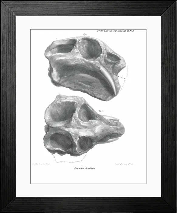 Framed Print : Skull of Dicynodon lacerticeps Framed Print : Skull of Dicynodon lacerticeps