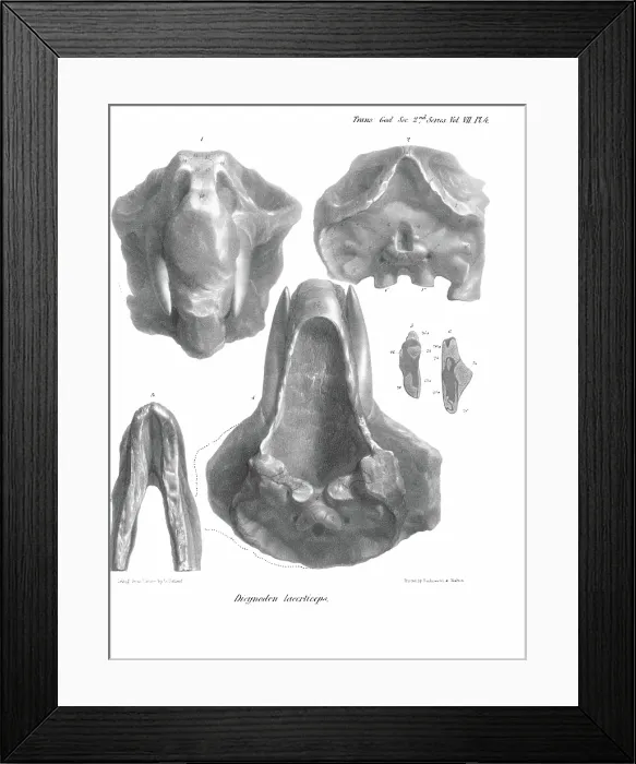 Framed Print : Skull and jaw of Dicynodon lacerticeps Framed Print : Skull and jaw of Dicynodon lacerticeps