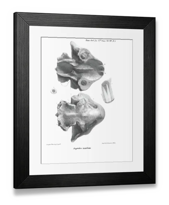 Framed Print : Skull of Dicynodon testudiceps Framed Print : Skull of Dicynodon testudiceps