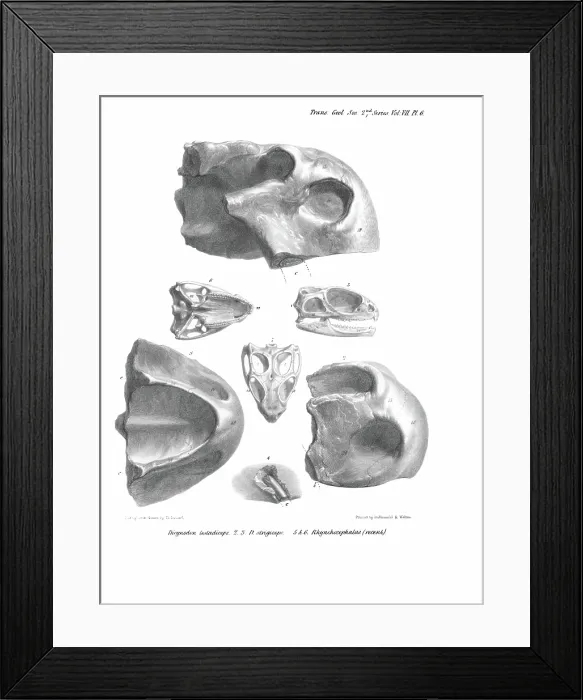 Framed Print : Skulls of Dicynodon Framed Print : Skulls of Dicynodon