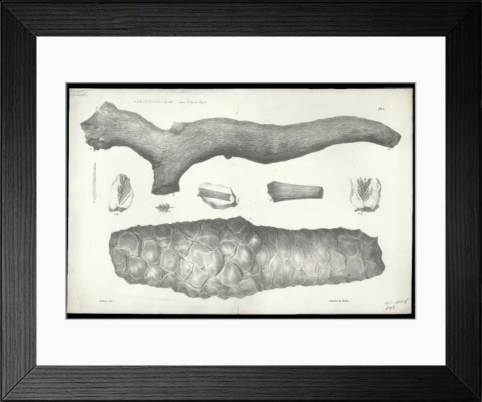 Framed Print : Clathraria lyelli Framed Print : Clathraria lyelli