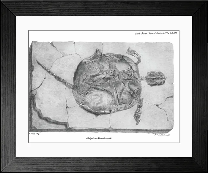 Framed Print : Fossil tortoise from Oeningen Framed Print : Fossil tortoise from Oeningen