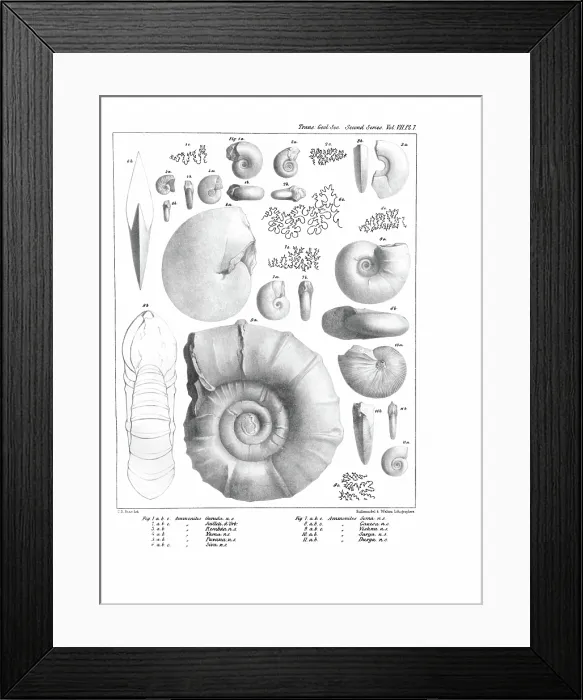 Framed Print : Ammonites, by C R Bone, printed by Hullmandel and Walton Framed Print : Ammonites, by C R Bone, printed by Hullmandel and Walton