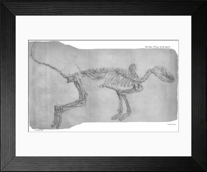 Framed Print : Fossil fox from Oeningen Framed Print : Fossil fox from Oeningen