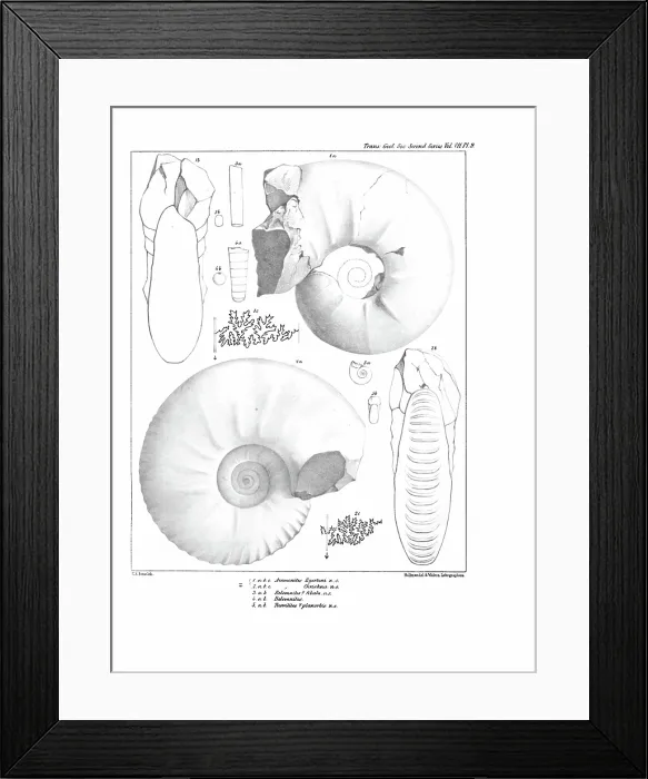 Framed Print : Ammonites, by C R Bone, printed by Hullmandel and Walton Framed Print : Ammonites, by C R Bone, printed by Hullmandel and Walton
