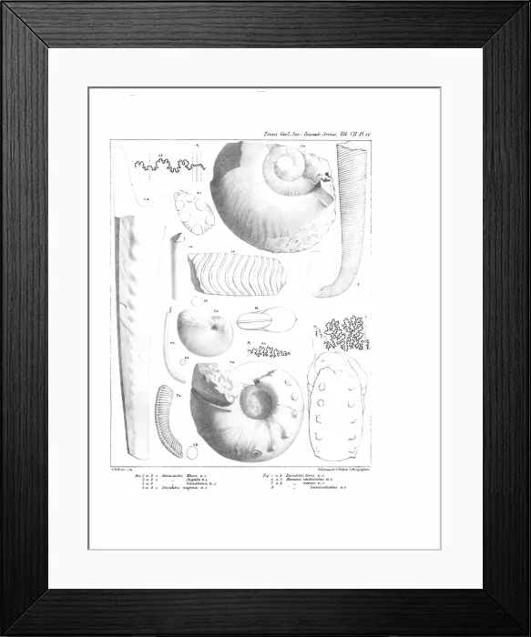 Framed Print : Fossil cephalapoda Framed Print : Fossil cephalapoda