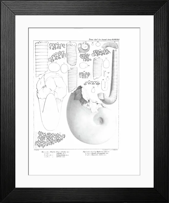 Framed Print : Fossil cephalapoda Framed Print : Fossil cephalapoda