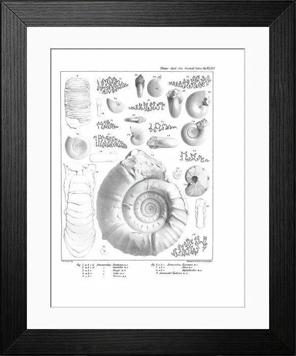 Framed Print : Ammonites, by C R Bone, printed by Hullmandel and Walton Framed Print : Ammonites, by C R Bone, printed by Hullmandel and Walton
