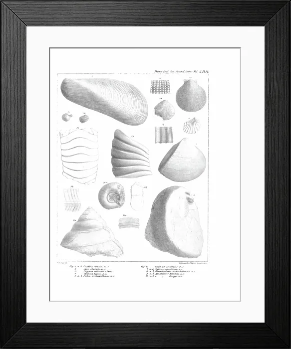 Framed Print : Fossil mollusca Framed Print : Fossil mollusca