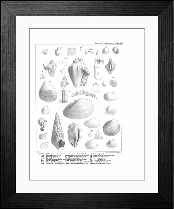 Framed Print : Fossil mollusca Framed Print : Fossil mollusca