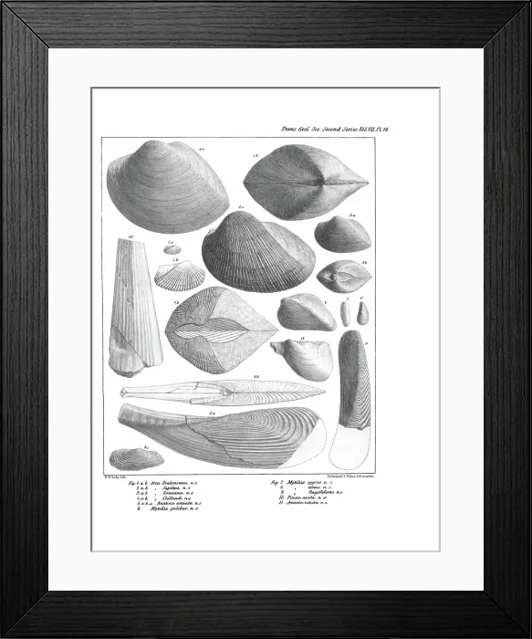 Framed Print : Fossil bivalves Framed Print : Fossil bivalves