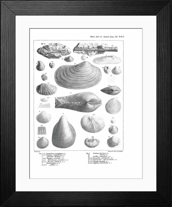 Framed Print : Fossil bivalves Framed Print : Fossil bivalves