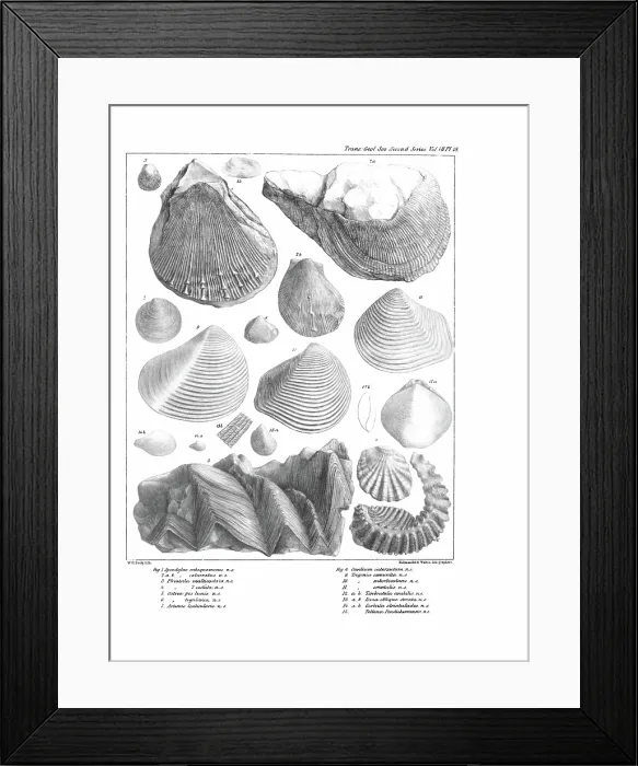 Framed Print : Fossil bivalves Framed Print : Fossil bivalves