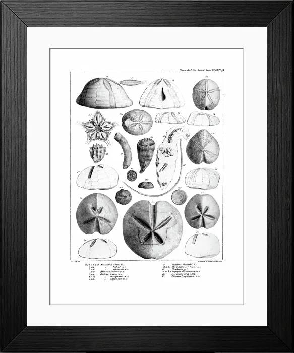 Framed Print : Fossil urchins Framed Print : Fossil urchins