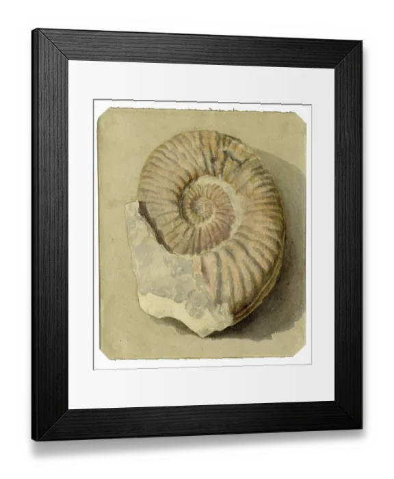 Framed Print : Study of an ammonite Framed Print : Study of an ammonite