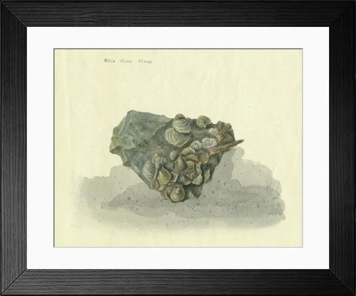 Framed Print : Assemblage of fossil bivalves, gastropods and ammonites Framed Print : Assemblage of fossil bivalves, gastropods and ammonites