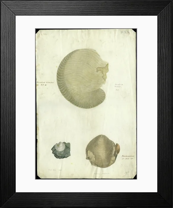 Framed Print : Nautilus and bivalves Framed Print : Nautilus and bivalves